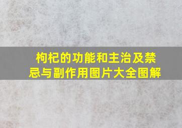 枸杞的功能和主治及禁忌与副作用图片大全图解