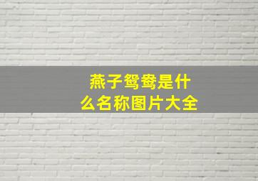 燕子鸳鸯是什么名称图片大全