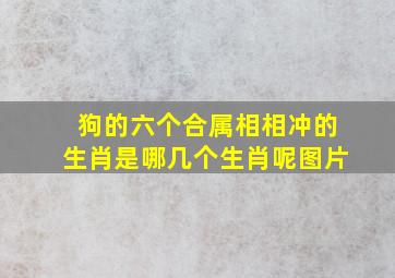 狗的六个合属相相冲的生肖是哪几个生肖呢图片