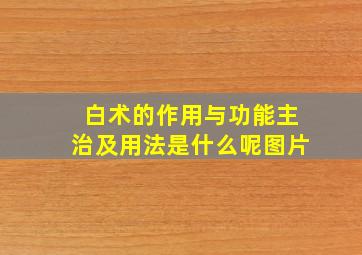 白术的作用与功能主治及用法是什么呢图片