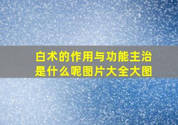 白术的作用与功能主治是什么呢图片大全大图