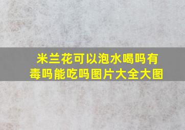 米兰花可以泡水喝吗有毒吗能吃吗图片大全大图