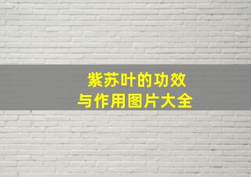 紫苏叶的功效与作用图片大全