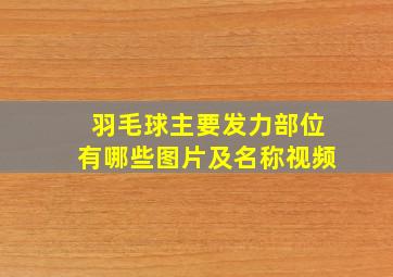 羽毛球主要发力部位有哪些图片及名称视频