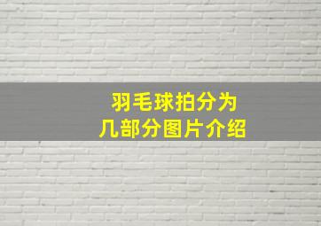 羽毛球拍分为几部分图片介绍