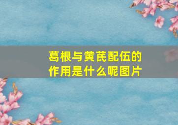 葛根与黄芪配伍的作用是什么呢图片