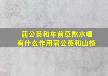 蒲公英和车前草熬水喝有什么作用蒲公英和山楂