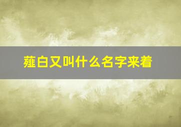 薤白又叫什么名字来着