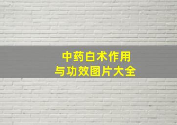 中药白术作用与功效图片大全