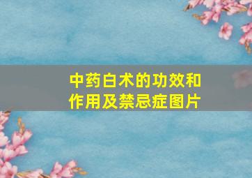 中药白术的功效和作用及禁忌症图片