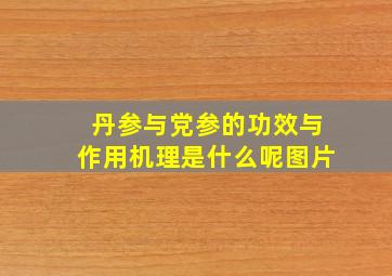 丹参与党参的功效与作用机理是什么呢图片