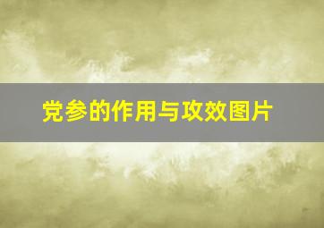 党参的作用与攻效图片