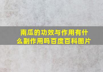 南瓜的功效与作用有什么副作用吗百度百科图片