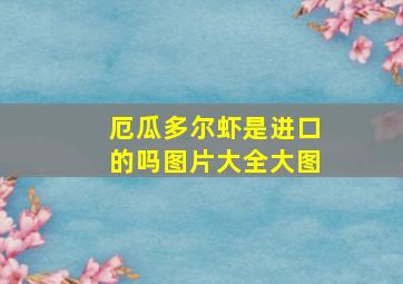 厄瓜多尔虾是进口的吗图片大全大图