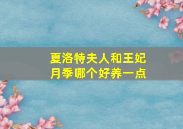 夏洛特夫人和王妃月季哪个好养一点