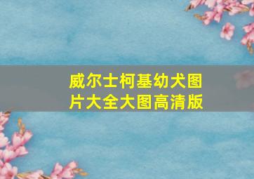 威尔士柯基幼犬图片大全大图高清版