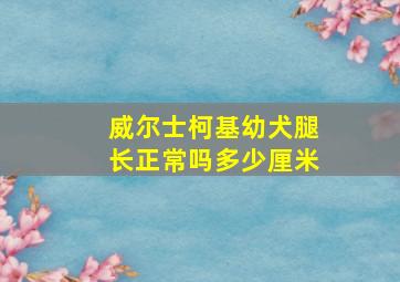 威尔士柯基幼犬腿长正常吗多少厘米