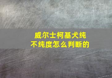 威尔士柯基犬纯不纯度怎么判断的