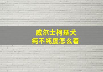 威尔士柯基犬纯不纯度怎么看