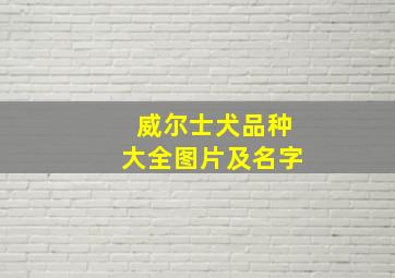 威尔士犬品种大全图片及名字