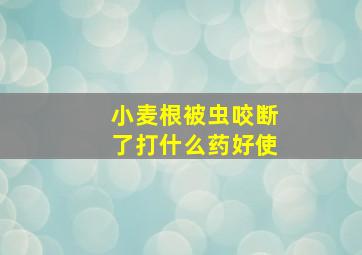 小麦根被虫咬断了打什么药好使