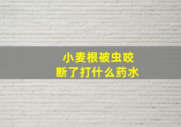 小麦根被虫咬断了打什么药水