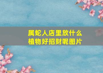 属蛇人店里放什么植物好招财呢图片