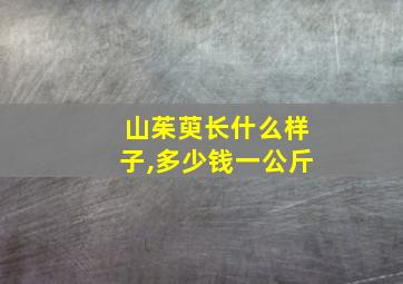 山茱萸长什么样子,多少钱一公斤