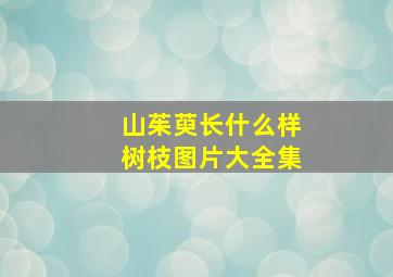 山茱萸长什么样树枝图片大全集