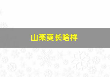 山茱萸长啥样