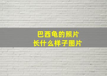 巴西龟的照片长什么样子图片