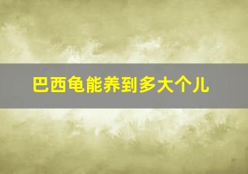 巴西龟能养到多大个儿