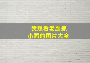 我想看老鹰抓小鸡的图片大全