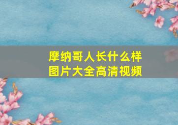 摩纳哥人长什么样图片大全高清视频