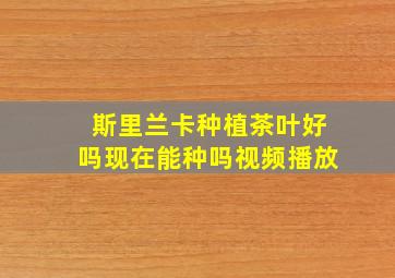 斯里兰卡种植茶叶好吗现在能种吗视频播放