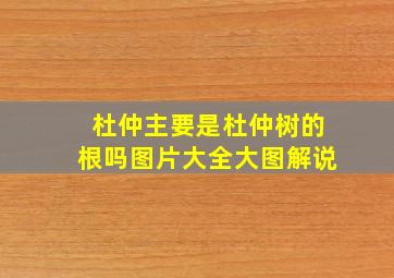 杜仲主要是杜仲树的根吗图片大全大图解说