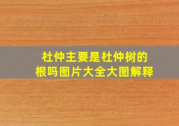 杜仲主要是杜仲树的根吗图片大全大图解释