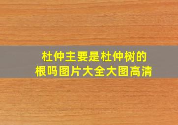 杜仲主要是杜仲树的根吗图片大全大图高清