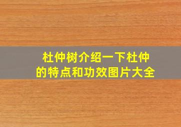 杜仲树介绍一下杜仲的特点和功效图片大全