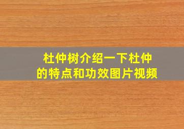 杜仲树介绍一下杜仲的特点和功效图片视频