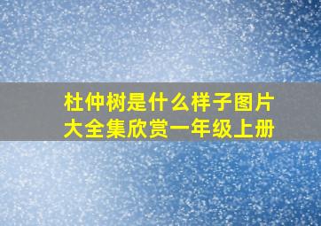 杜仲树是什么样子图片大全集欣赏一年级上册