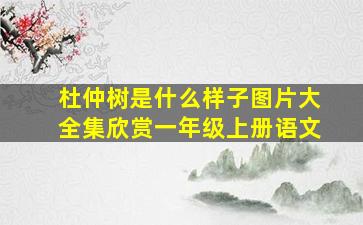 杜仲树是什么样子图片大全集欣赏一年级上册语文