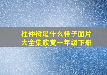 杜仲树是什么样子图片大全集欣赏一年级下册