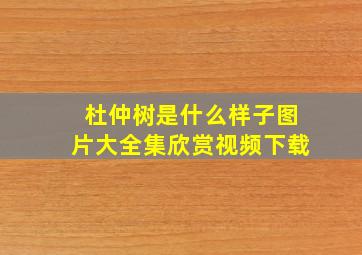 杜仲树是什么样子图片大全集欣赏视频下载