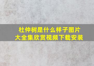 杜仲树是什么样子图片大全集欣赏视频下载安装