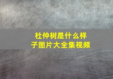 杜仲树是什么样子图片大全集视频