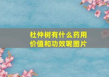 杜仲树有什么药用价值和功效呢图片