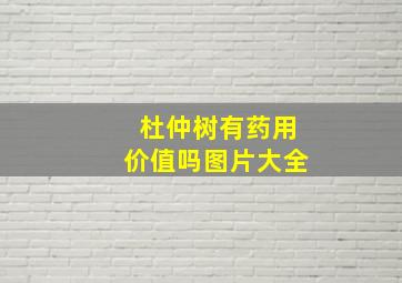 杜仲树有药用价值吗图片大全