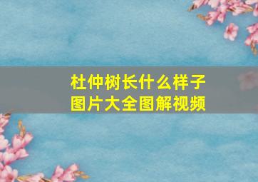 杜仲树长什么样子图片大全图解视频