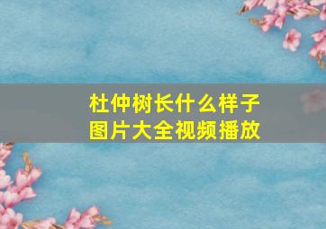 杜仲树长什么样子图片大全视频播放